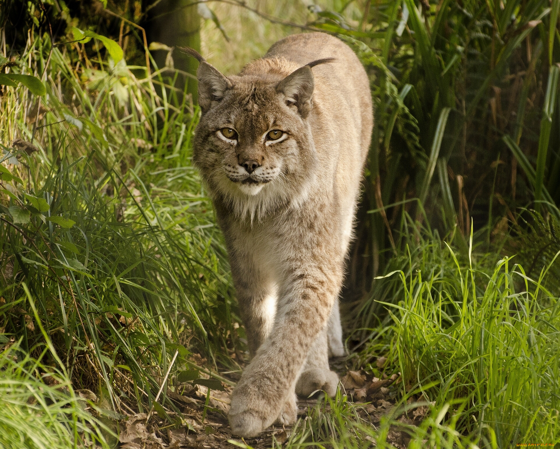 Lynx's. Рысь Линкс. Уральские рыси 2008. Большие кошки. Крупная Рысь.
